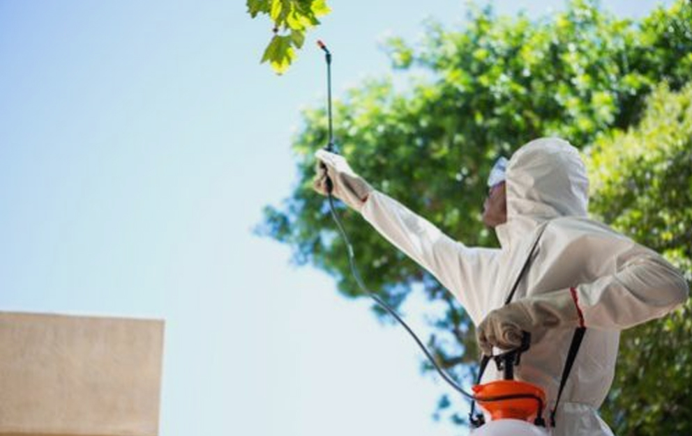 Fumigación y tratamiento fitosanitario de jardines privados y comunidades de vecinos en la sierra de Madrid.