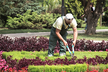 Servicios de Jardinería y Mantenimiento de Piscinas, instalación de riegos, goteos, tala de árboles en Navacerrada